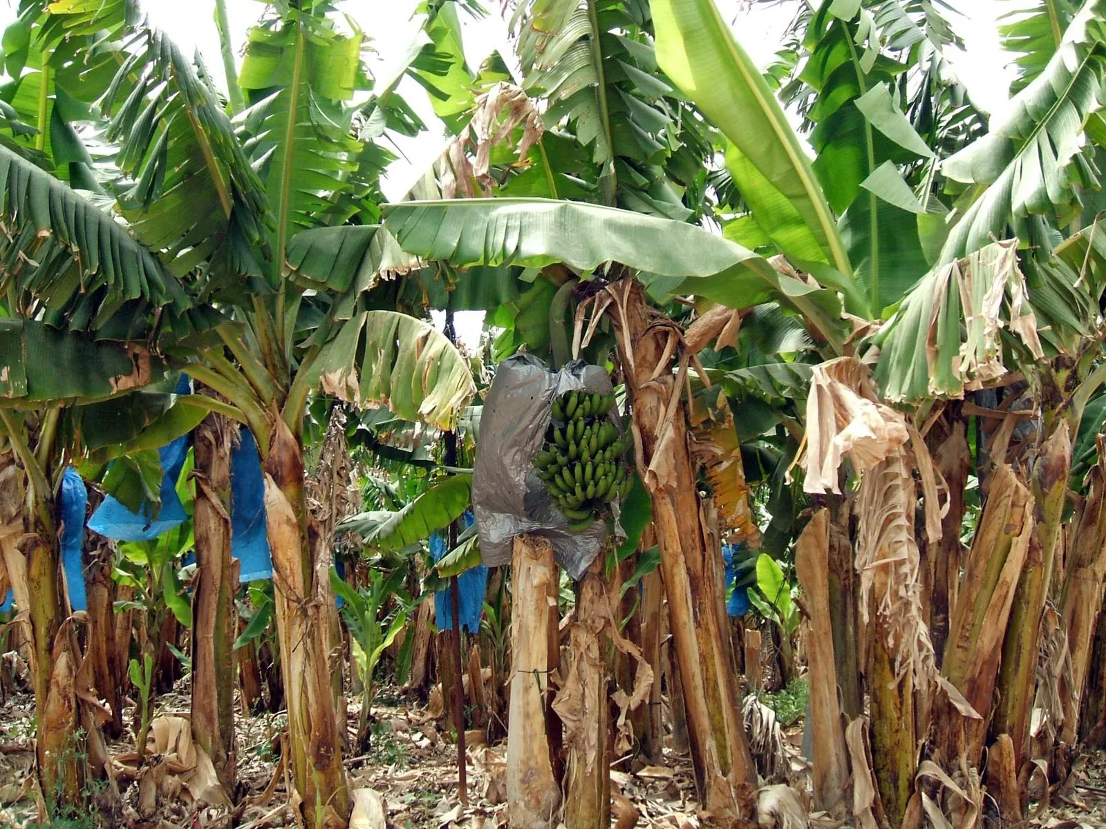 Maize
