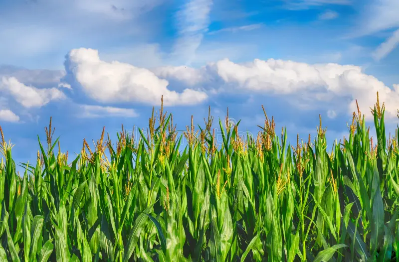 Maize
