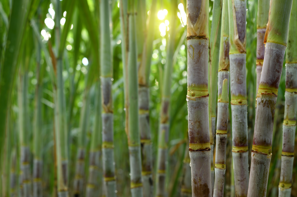 Sugarcane