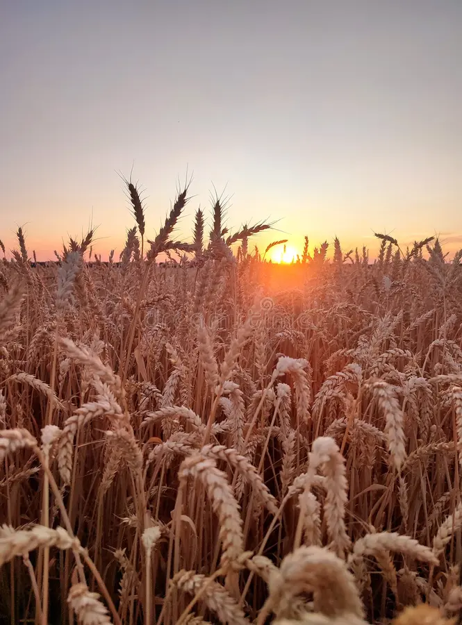 Wheat